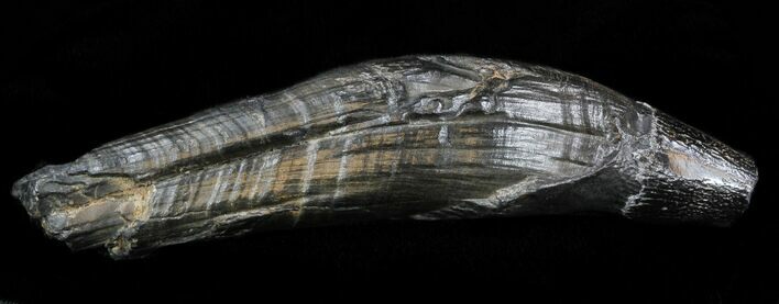 Fossil Whale Tooth - South Carolina #33019